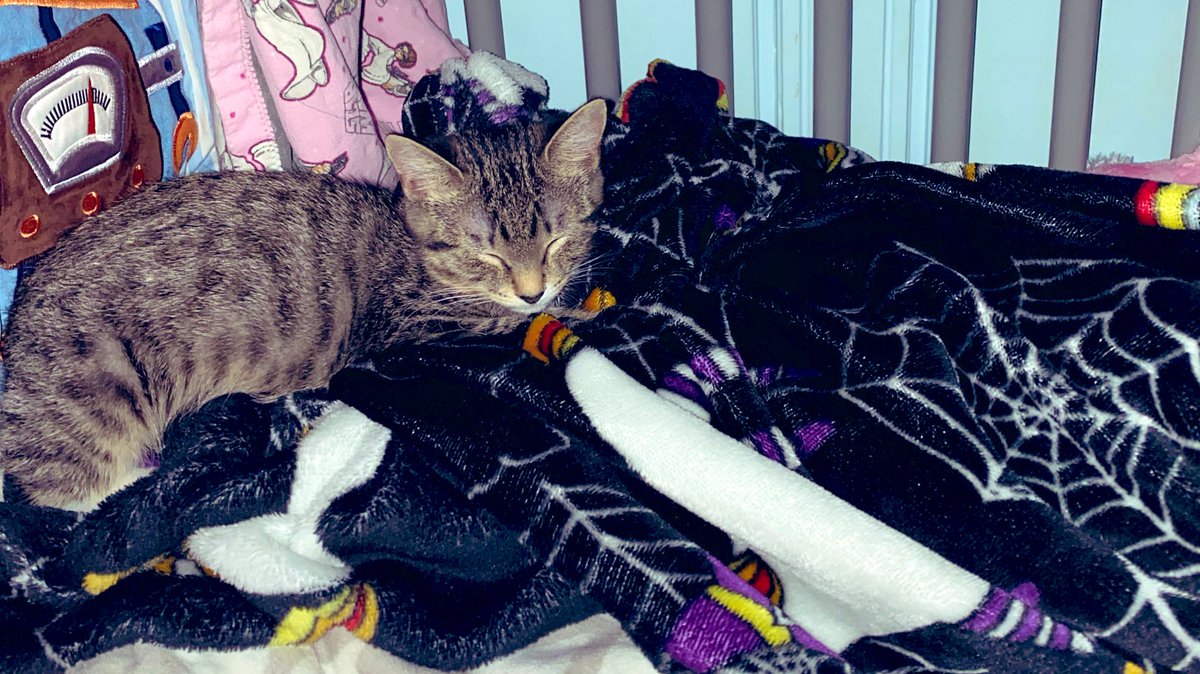 My flash makes it bright... but kiddo is asleep under the halloween blanket and new kitten is asleep on top MISSION ACCOMPLISHED