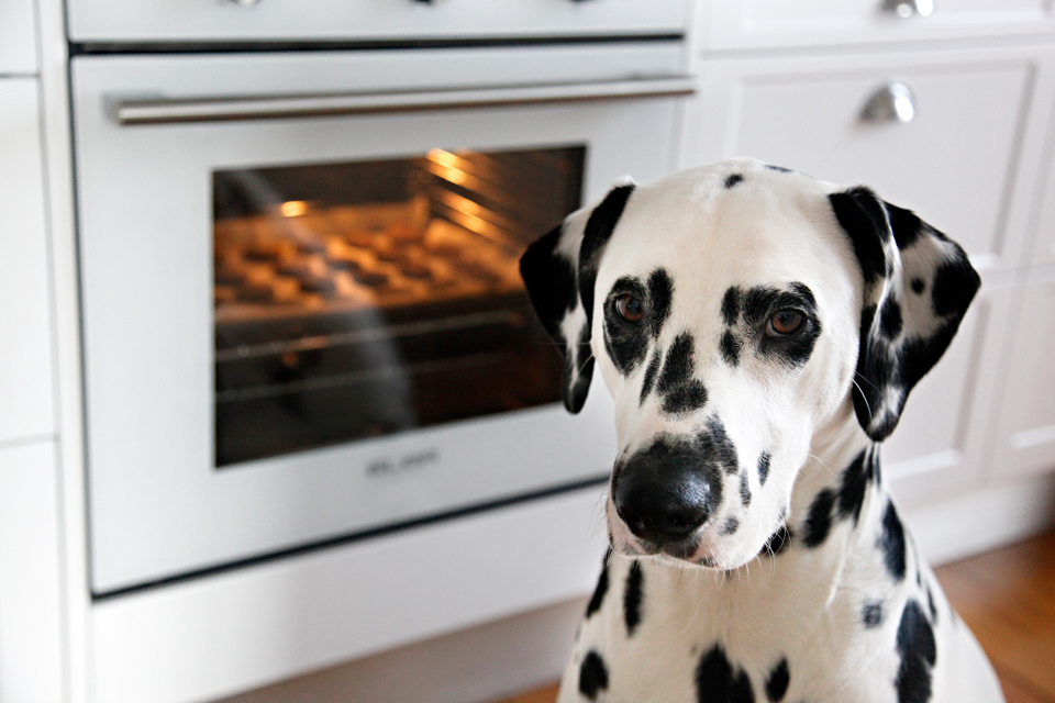 DalmatianDiy's tweet photo. Cook for your pets day? Yass! You know what to do, peeps! Hehehe... #GoCookForYourPetsDay
https://t.co/K0lFoTtDXV https://t.co/4Dffv7VLN2