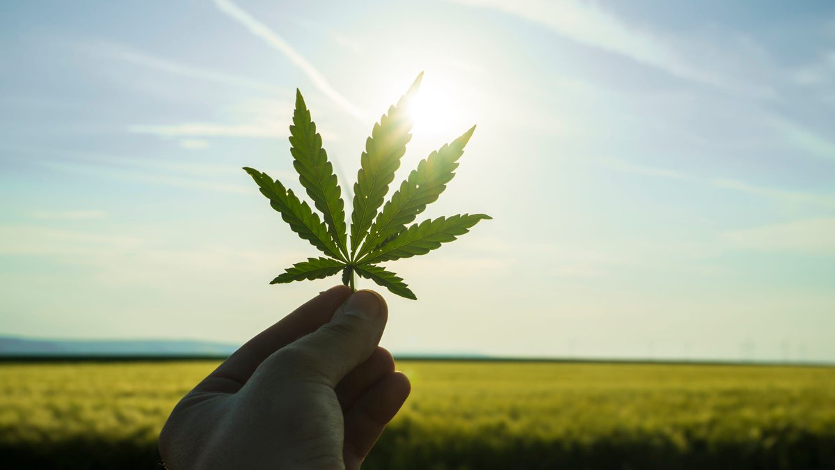 Cannaroma's tweet photo. A poll found that Arizona likely voters support the state's cannabis legalization ballot measure, 45-34%. https://t.co/DmUqAO4LUY #arizonacannabis #election2020 #arizonaelection #votearizona https://t.co/atgiqGsxlL