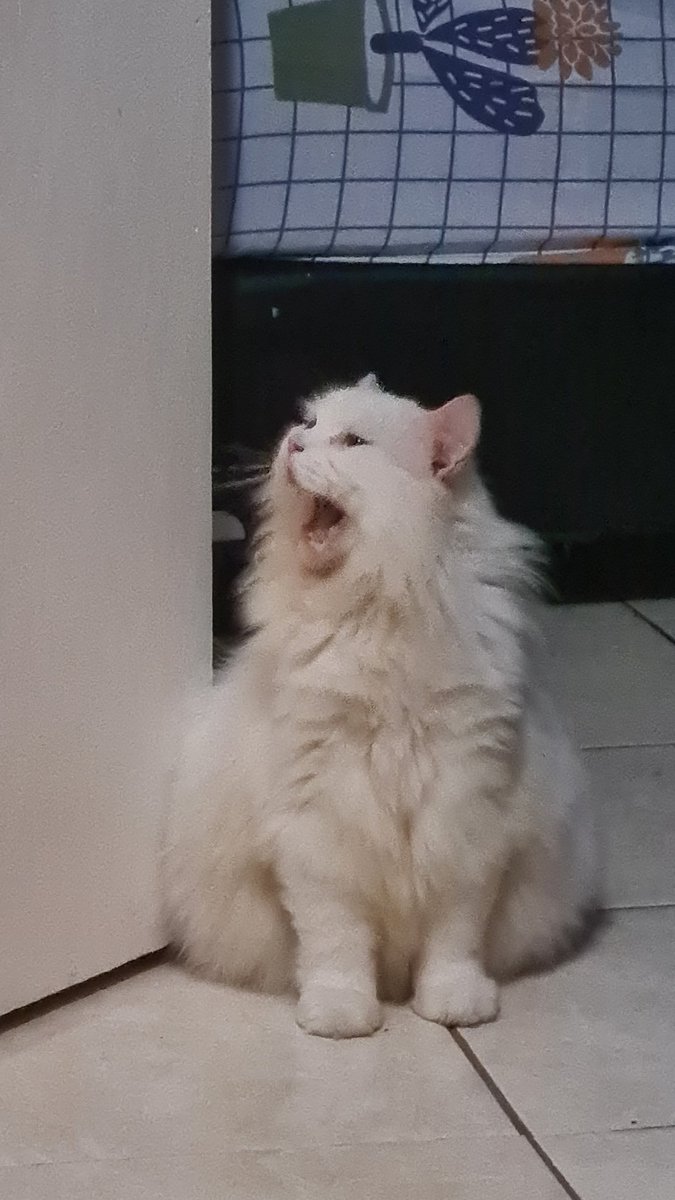 uwcul's tweet photo. Met pagiiiii akak. Pagi ini toby pas bangun ga liat mama, eh pas keluar ternyata ada nongkrong depan kamar. Yaudah deh balik kasur lagi, lanjut tidoooooor🥱🥱🥱

-toby https://t.co/z1fiXSC8wo