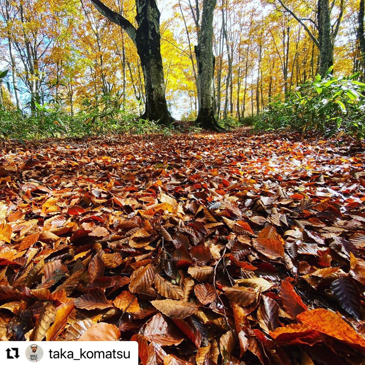 LIFEFARMINGCAMP's tweet photo. INSTAGRAM
#Repost  
@WATOWA
https://t.co/Nq6dWI1PsU

#LIFEFARMINGCAMP
in NOZAWA-ONSEN

詳細はプロフィールのリンクから🌳
@LIFEFARMINGCAMP https://t.co/nk7LrecbKm