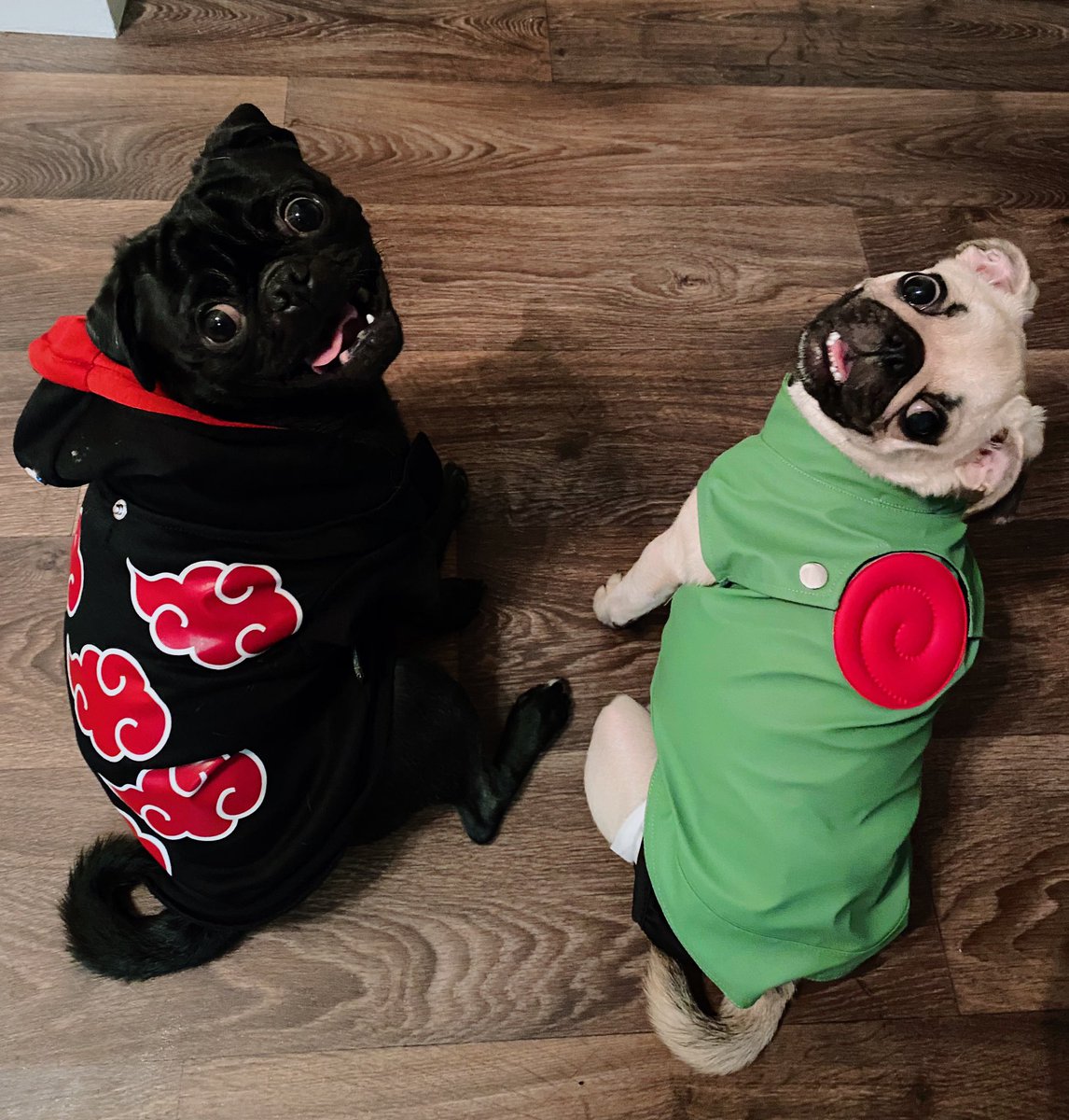 _MBSLP's tweet photo. You already know 👊🏻❤️ #Halloween2020 #naruto #puglife https://t.co/3OIkf3cAJu
