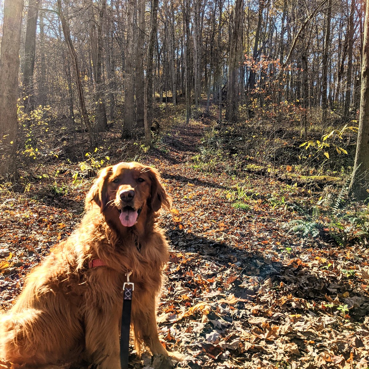 Checked off another Ohio State Park today. Scioto Trails State Park. Yikes. 
When you realize you're no where near as in shape as you probably should be. 😳
🏞️
#ohiostateparks #stateparks #sciototrailstatepark #ohiofindithere #ohio #ohioexplored #hiking #getoutside #fall