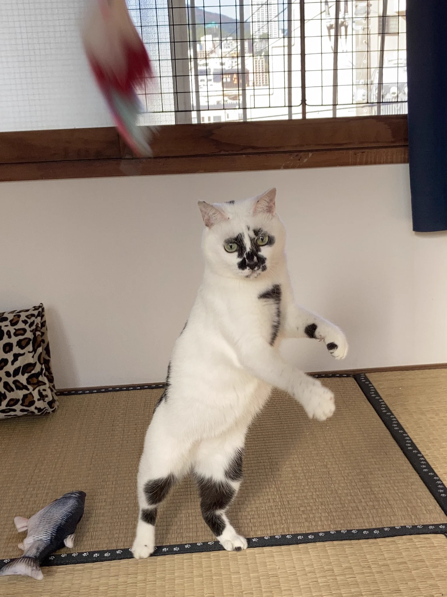 モンスターボールを投げて飼い主ゲット？いいフォームですｗｗ
