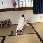 モンスターボールを投げて飼い主ゲット？いいフォームですw