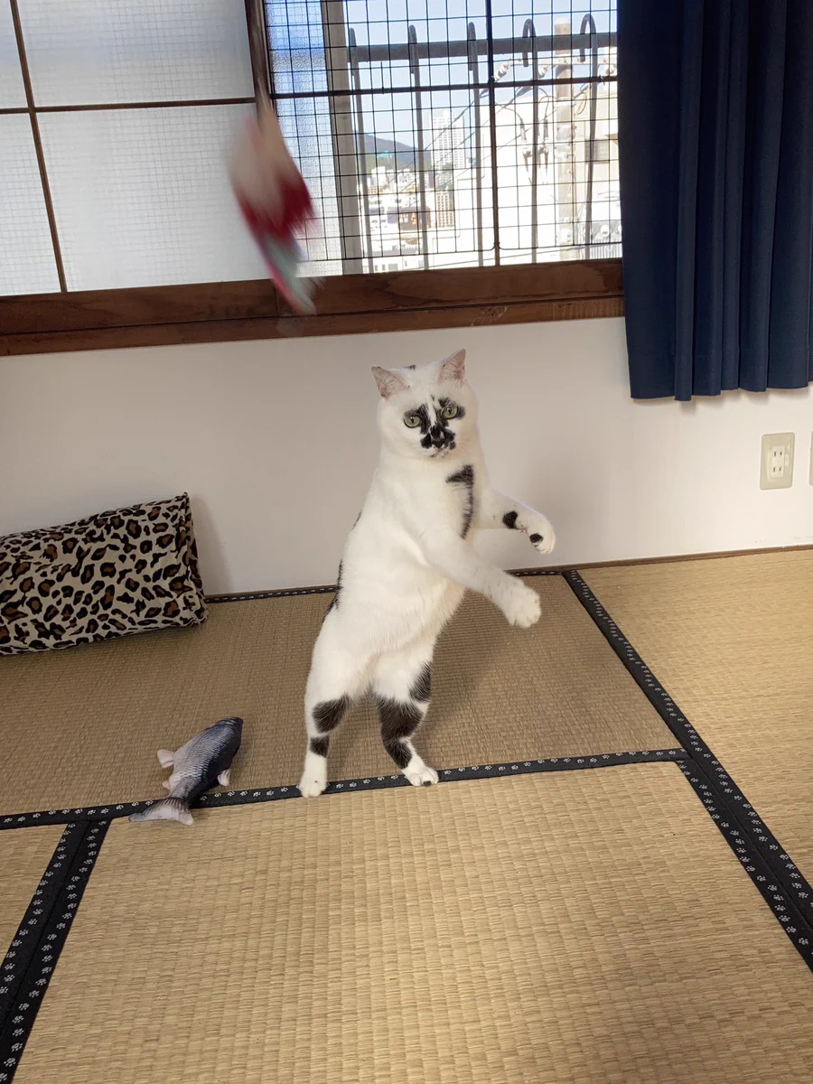モンスターボールを投げて飼い主ゲット？いいフォームですｗｗ