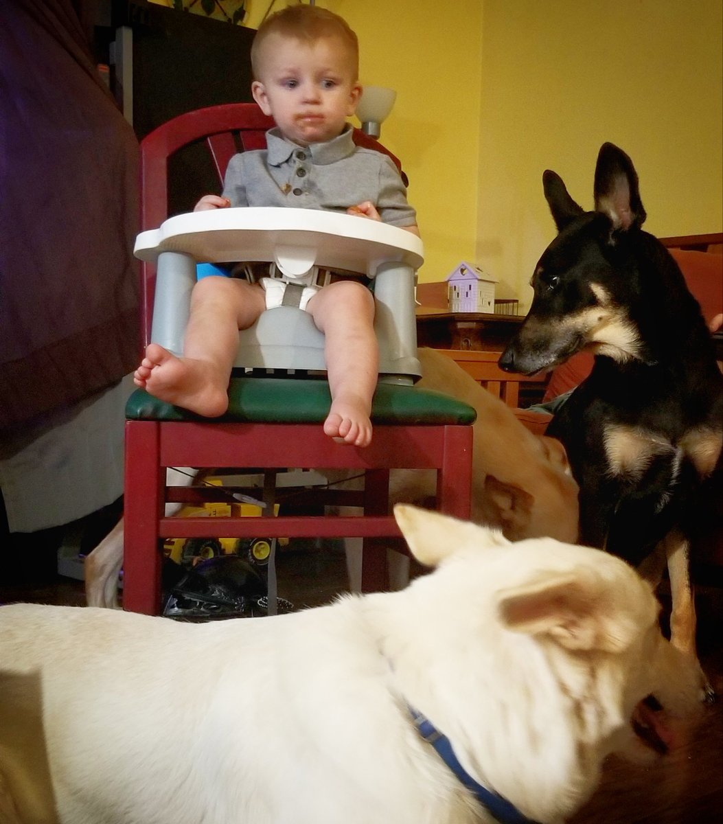 ImpossiblyR's tweet photo. @dad_gunpla persuading the dogs I see.. https://t.co/9NTHFablnx