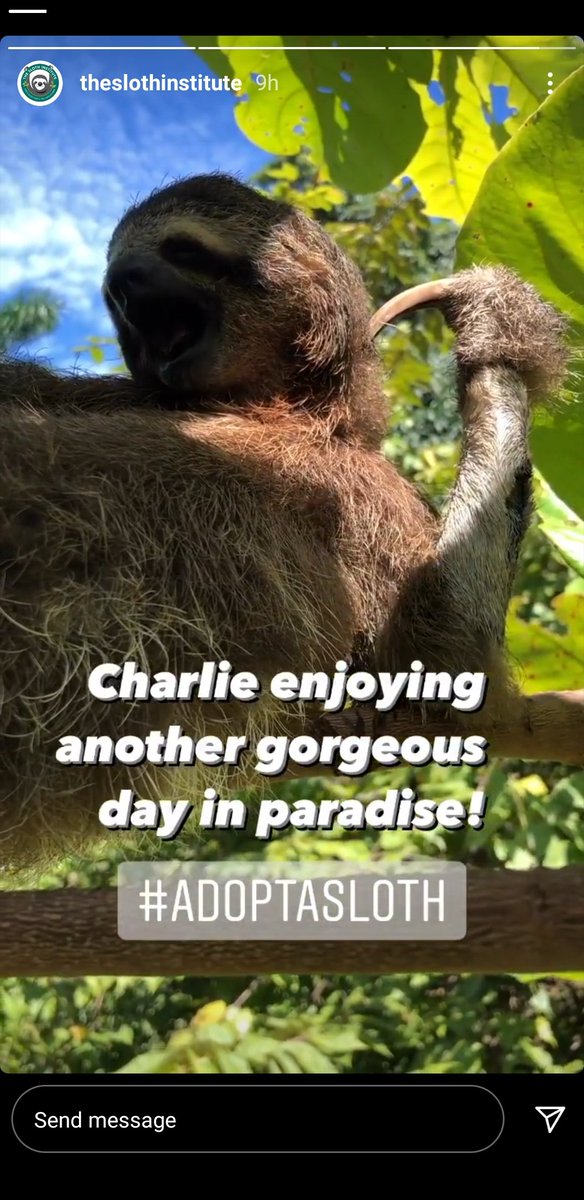sloth_way's tweet photo. Charlie, the sloth I adopted through the @slothinstitute, is doing great!

You can symbolically adopt a sloth too! 

#sloths 

https://t.co/zgu1Ld1IWe https://t.co/T1dkhbEcwL