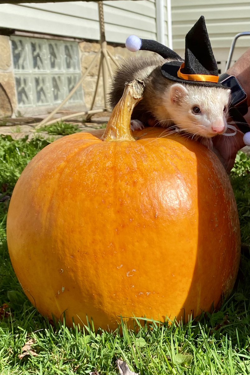 lydia_sabre_13's tweet photo. Happy Halloween from my two little weasels 👻🎃 https://t.co/SM6UXTNAwV