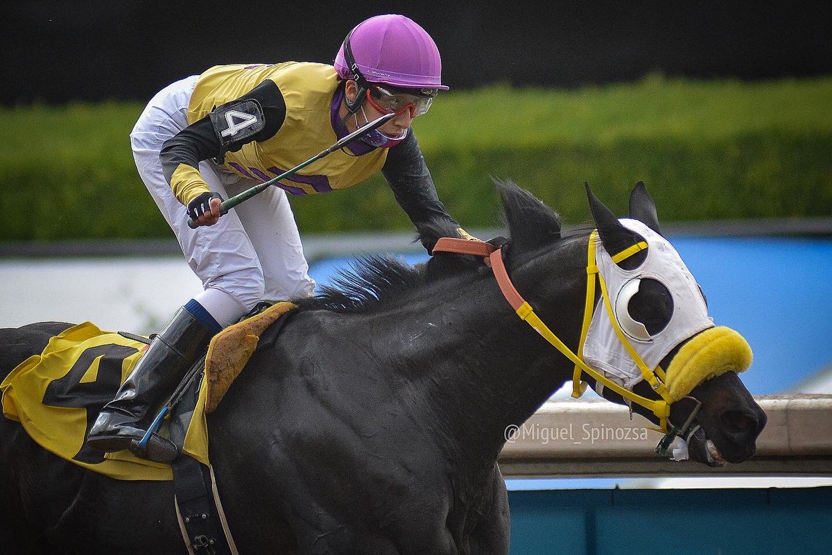 miguel_spinozsa's tweet photo. Victoria de @alejandra071298 a bordo de Kylian en la cuarta. Hoy fue buena tarde para las jocketas.
📸 @miguel_spinozsa
.
.
.
.
.
.
.
#hipodromodelasamericas #hipodromo #horseracing #thoroughbred #jockeys #jocketa #jockette #sportsphoto https://t.co/Rgku5xXxSd