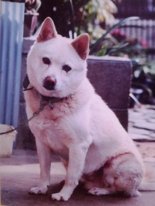 #犬の日 

四半世紀以上前に飼ってた犬もっと大切にできたのにという思いを今猫におもっくそぶつけている 