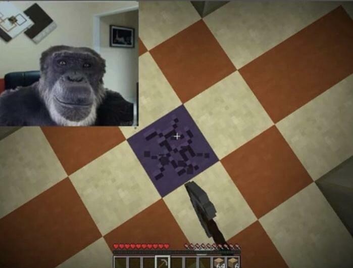 Minecraft Monkey Meme Funny!!!!! : r/MinecraftMemes