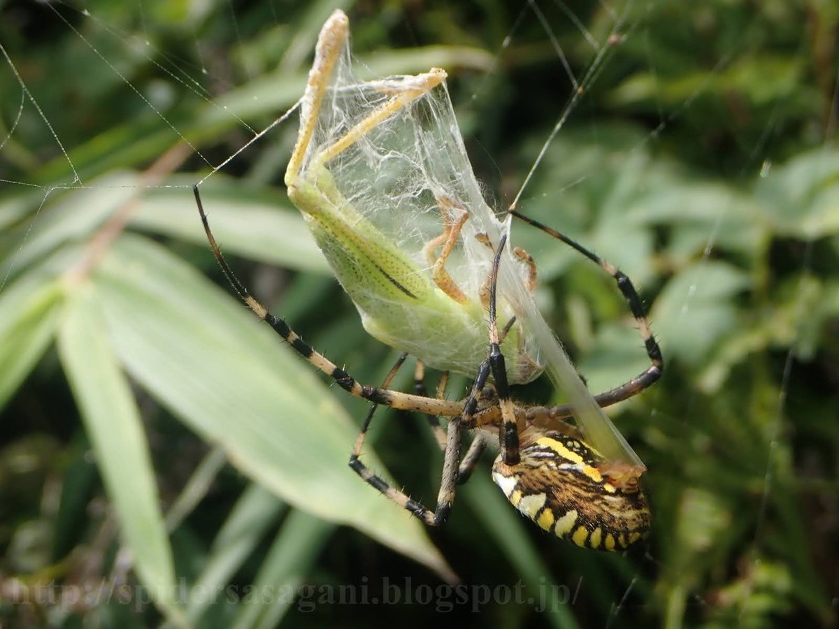 Sasagani Ya 個人的に気になっているのは 短期間に大量発生するセミなどの大型餌 の存在 資源量の豊富さに加え 繁殖末期にエネルギーを使い果たして 死にかけている セミは ジョロウグモにとって捕獲しやすい大型餌になりうるかもしれないと妄想 妄想