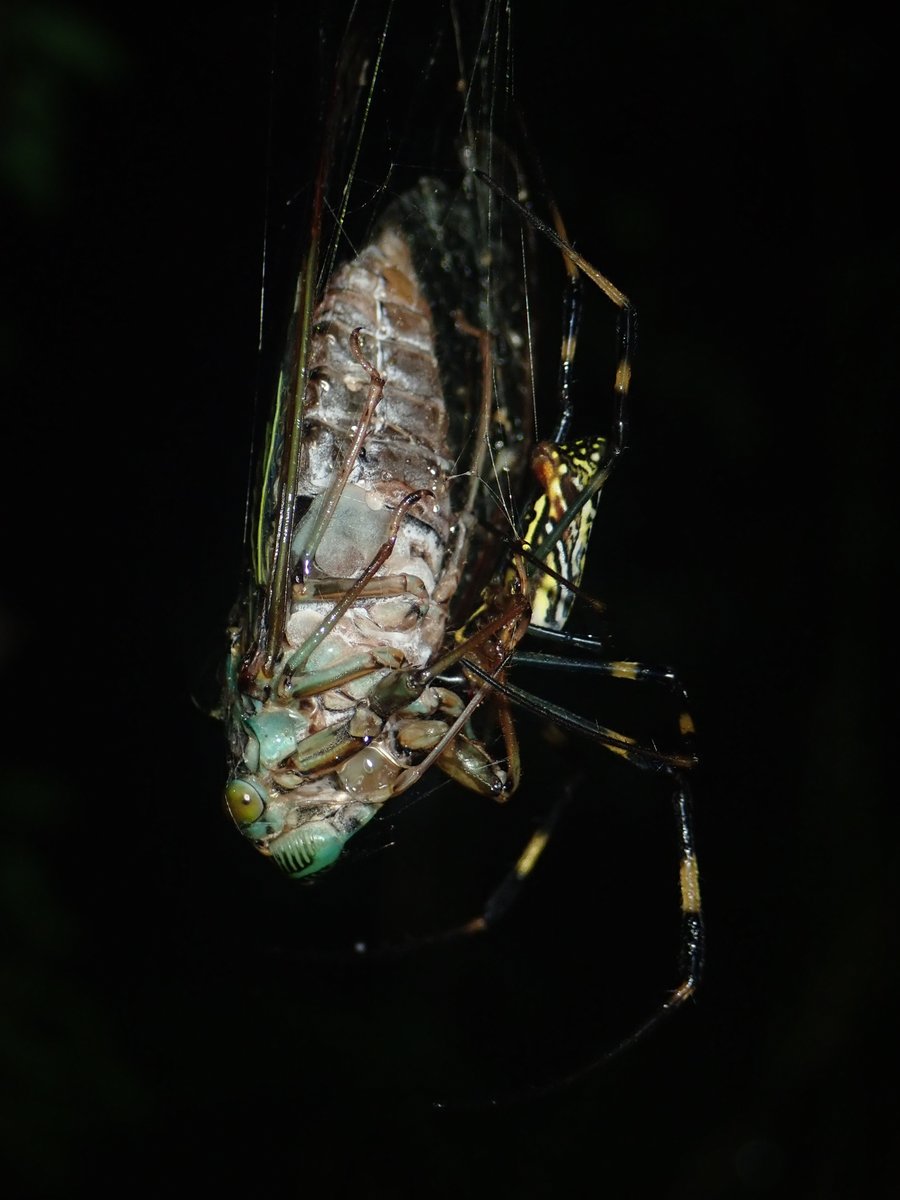 Sasagani Ya 個人的に気になっているのは 短期間に大量発生するセミなどの大型餌 の存在 資源量の豊富さに加え 繁殖末期にエネルギーを使い果たして 死にかけている セミは ジョロウグモにとって捕獲しやすい大型餌になりうるかもしれないと妄想 妄想