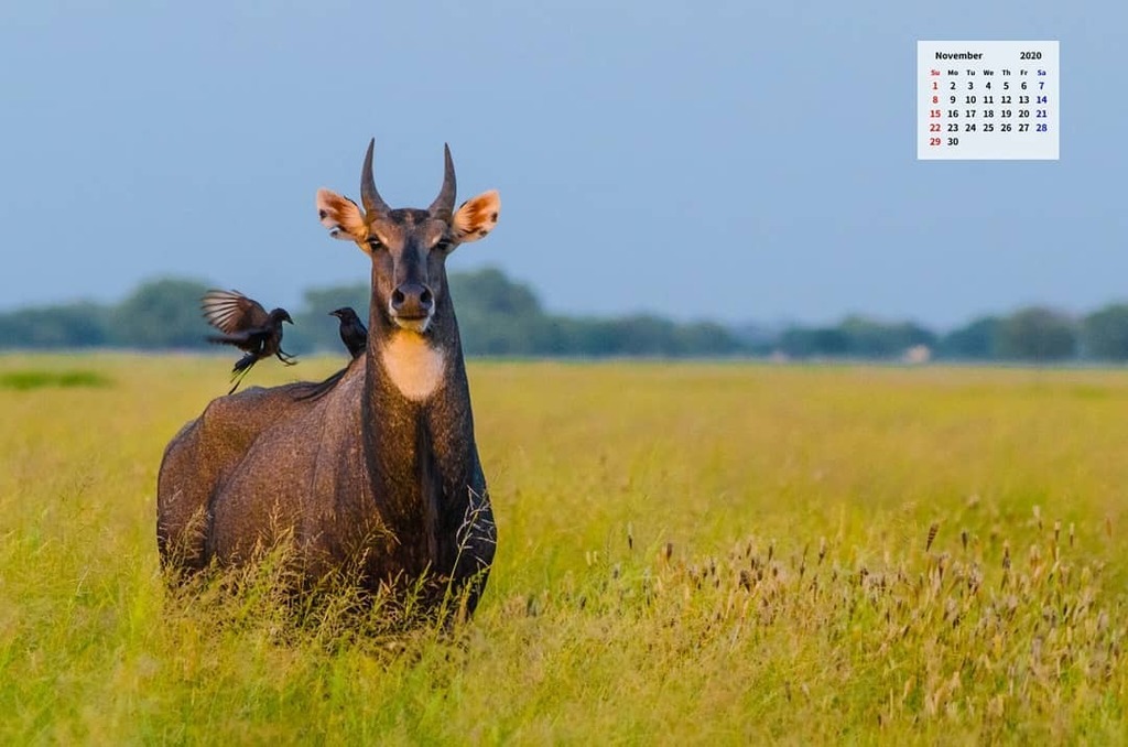 desiTraveler's tweet photo. Hello November, is it not too soon for you to arrive!?! ⠀
Anyways for the #november2020 Wallpaper Calendar I am sharing this giant of a #nilgai that played cupid to the dance of drongos in #talchapar Rajasthan. You can download high-res image from fh… https://t.co/mAQNJbuMLz https://t.co/BkFfOq36ye