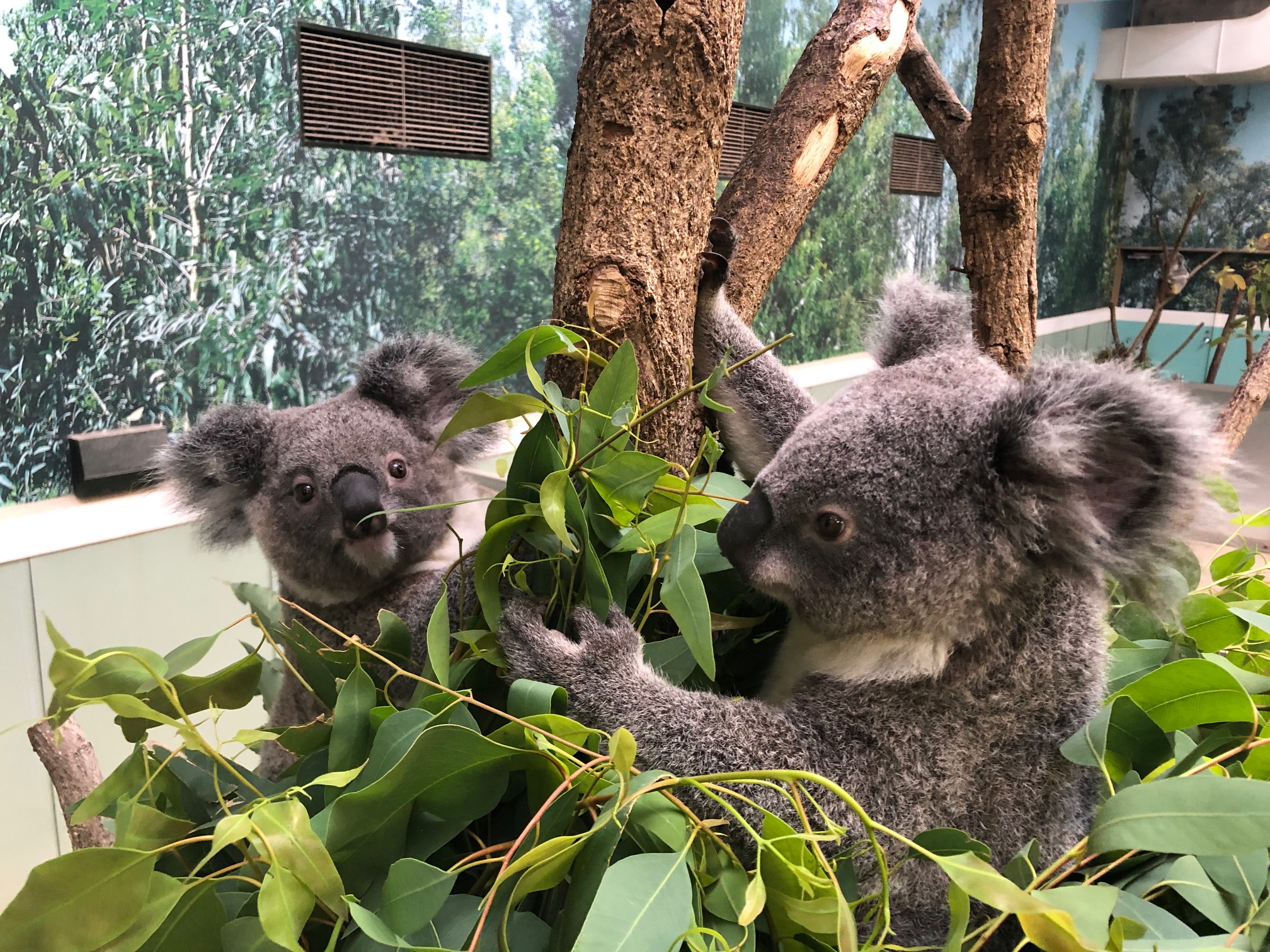 Uzivatel 鹿児島市平川動物公園 Na Twitteru 美味しそうなユーカリの上でくつろぐ ヒマワリ 右 とキボウ エサ を与えると このように休むコアラが多いです 人に例えるとケーキの上に座る感じでしょうか そんなユーカリの話をブログにアップしました