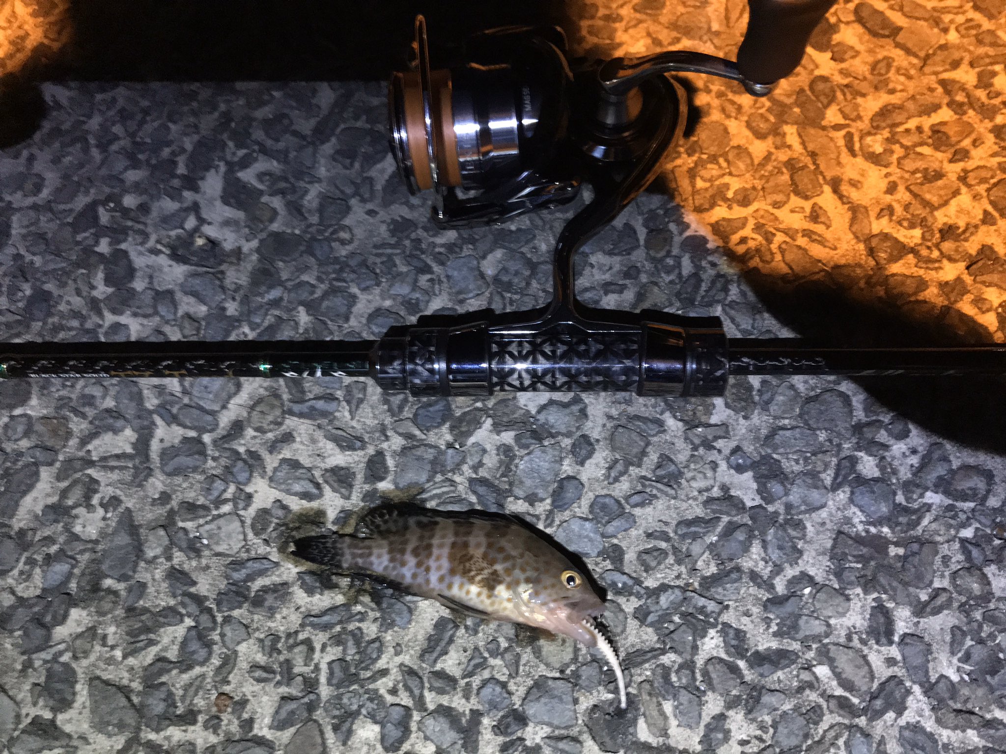 ソゲハンター アジング 5 21時くらいから大井川港 御前崎港 やはりアジは発見出来ず ハタの赤ちゃんと もしいっぱい釣れたら面白いだろうな位のメバル1匹のみ 場所開拓するしかあるめぇな T Co 9gkgi5z8kh Twitter ソゲハンター アジング 5 21時くらいから大井川港 御前崎港 やはりアジは発見出来ず ハタの赤ちゃんと もしいっぱい釣れたら面白いだろうな位のメバル1匹のみ 場所開拓するしかあるめぇな T Co 9gkgi5z8kh Twitter