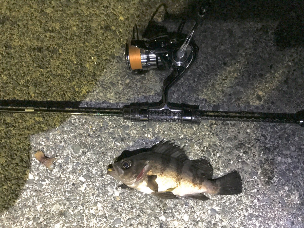 ソゲハンター アジング 5 21時くらいから大井川港 御前崎港 やはりアジは発見出来ず ハタの赤ちゃんと もしいっぱい釣れたら面白いだろうな位のメバル1匹のみ 場所開拓するしかあるめぇな