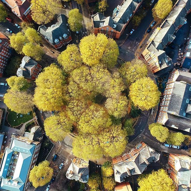 6⃣ benefits of #UrbanTrees 👇

🍃 Cool air
💨 Remove pollutants
🖤 Absorb carbon
🐞 Increase biodiversity
💚 Improve health
💲 Increase property value

#UrbanForests #WorldCitiesDay
