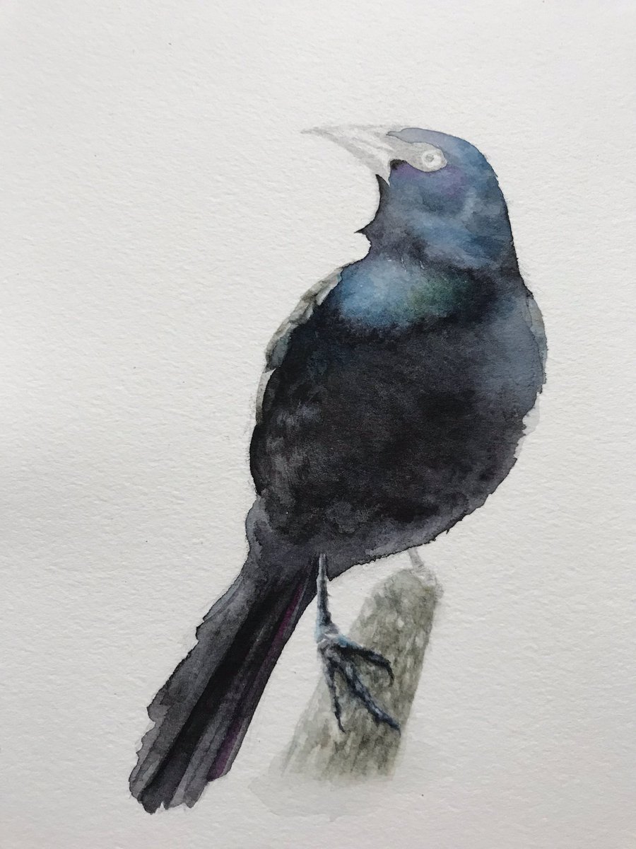 I believe many small strokes of a brush can lead us to an incredible result. Still in progress.
#drawing #painting #watercolour #illustration #kidlit #glackle #CommonGrackle