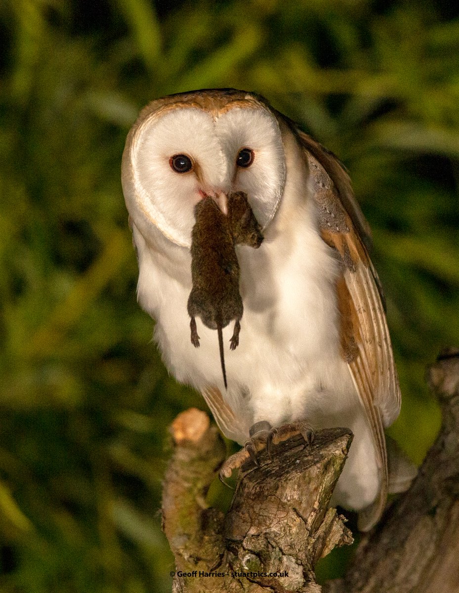 Barn owl with catch ready to feed young fledglings. #barnowl <a href="/BBCSpringwatch/">BBC Springwatch</a> <a href="/WildlifeMag/">BBC Wildlife</a> #wildlifephotography This image was taken in the wild not a set up site.