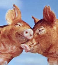 lellierennie's tweet image. This. Because if we all #BecomeVegan these beauties would live their best life as well as me.