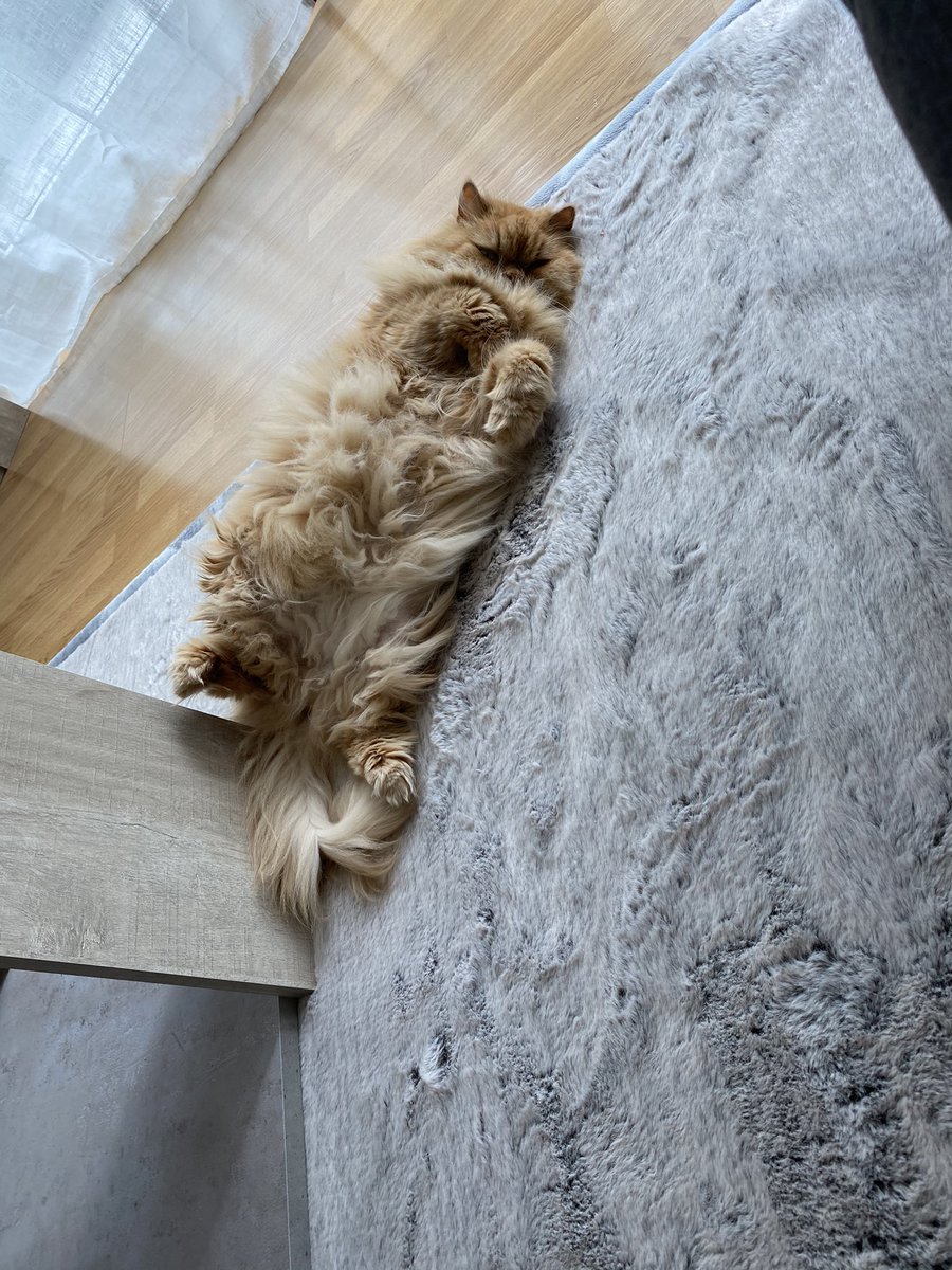 BarbierKevin3's tweet photo. @ZoltanTV Voici Phoebus, le chat de ma copine https://t.co/4VYUXC2X7h