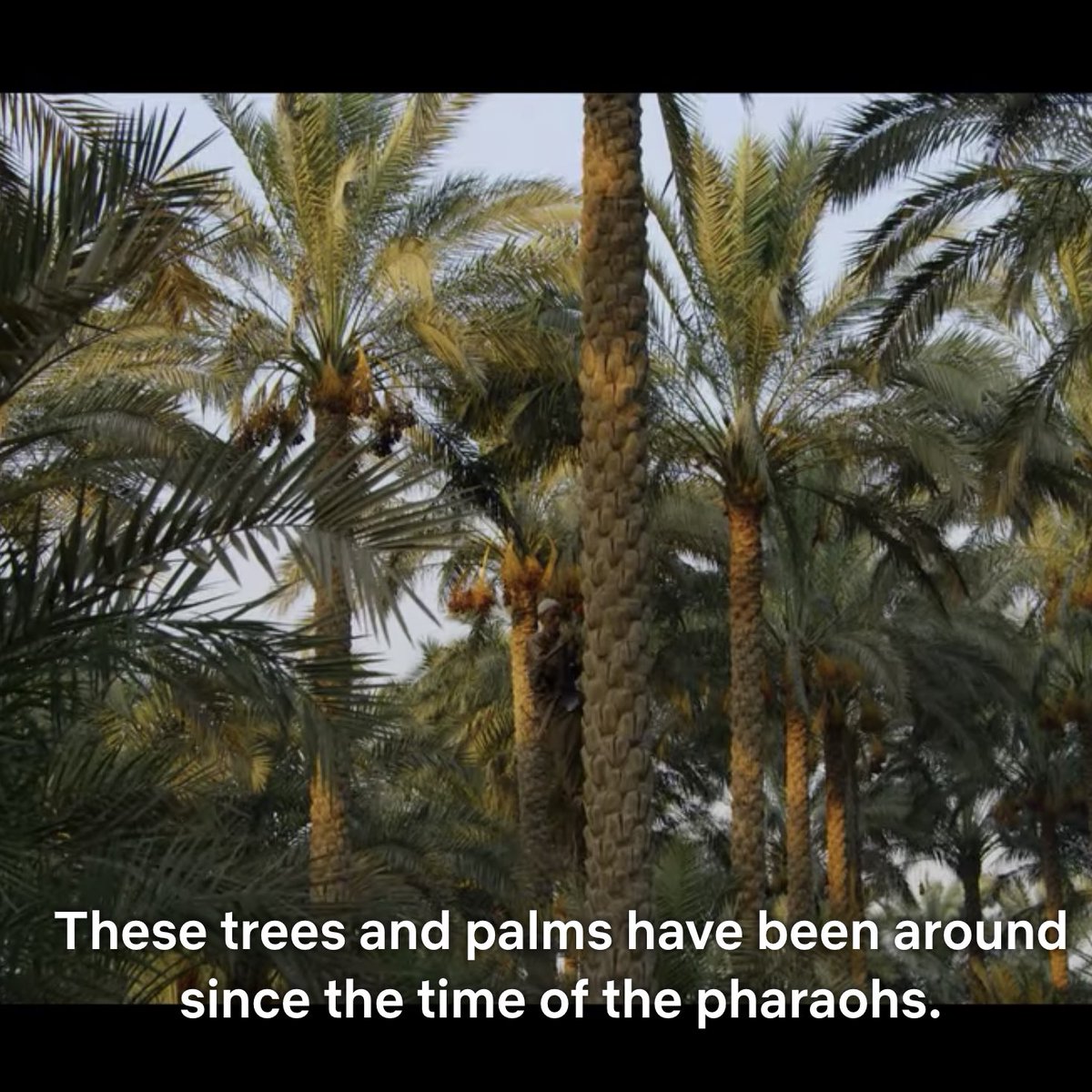 The archaeologists muse on the fact that life today resembles the daily lives of their ancestors. The tools they use to unearth their history were the tools used by their ancestors to build the tombs. Their connection is deeper than the physical, it's spiritual and ancestral.