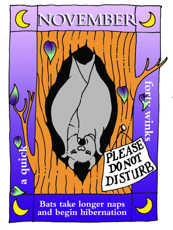 Bat Conservation Trust tweet media