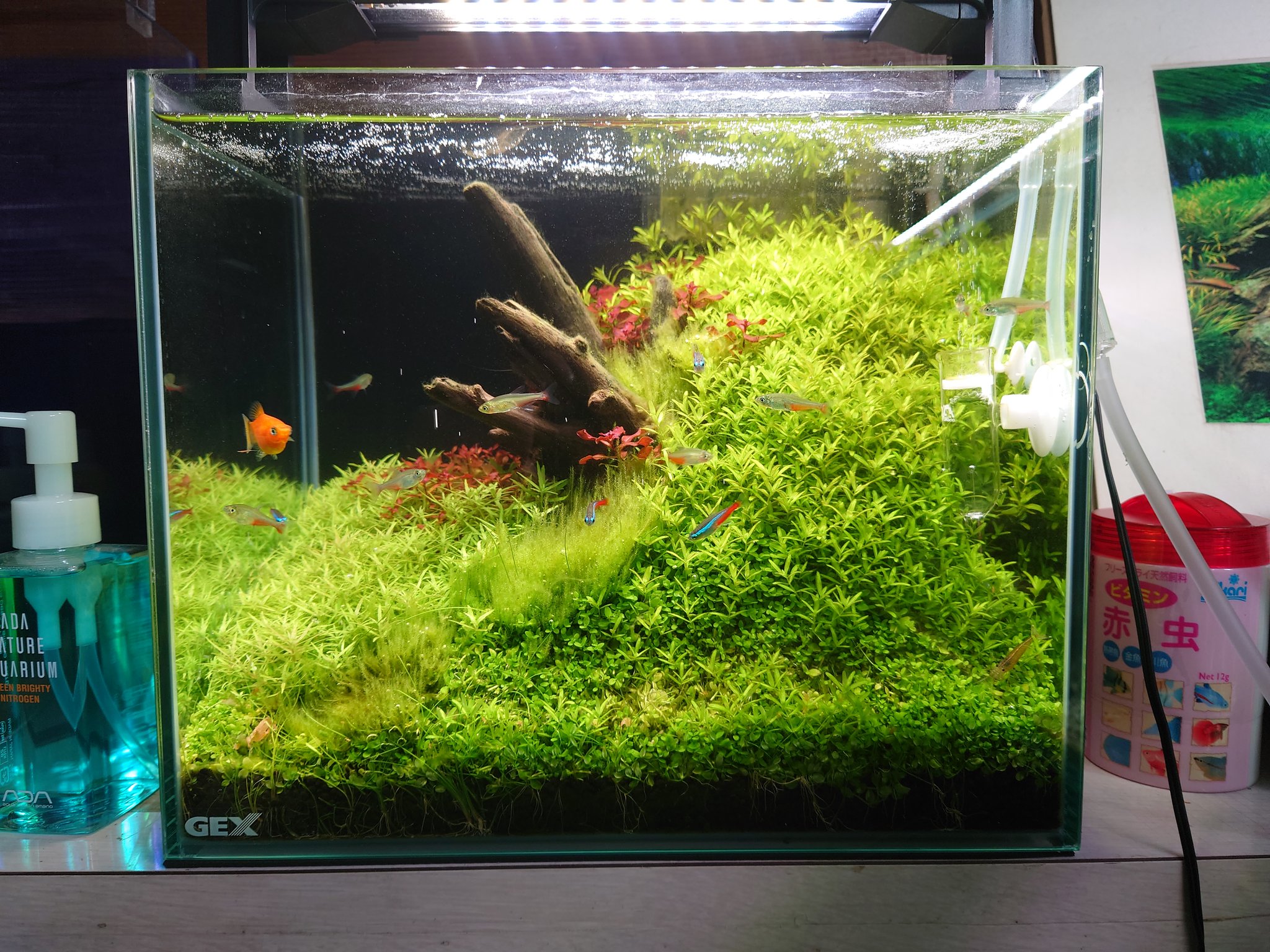 Twitter 上的 轟 元気 注水103日目 グリーンファイヤーテトラは良いお魚ですよ グリーン レッドの体色が独特で好きです 水草レイアウトに似合うお魚の1つだと思いますので ぜひ泳がせてみてください グリーンファイヤーテトラ 水草 水草レイアウト T Twitter 上的 轟 元気 注水103日目 グリーンファイヤーテトラは良いお魚ですよ グリーン レッドの体色が独特で好きです 水草レイアウトに似合うお魚の1つだと思いますので ぜひ泳がせてみてください グリーンファイヤーテトラ 水草 水草レイアウト T