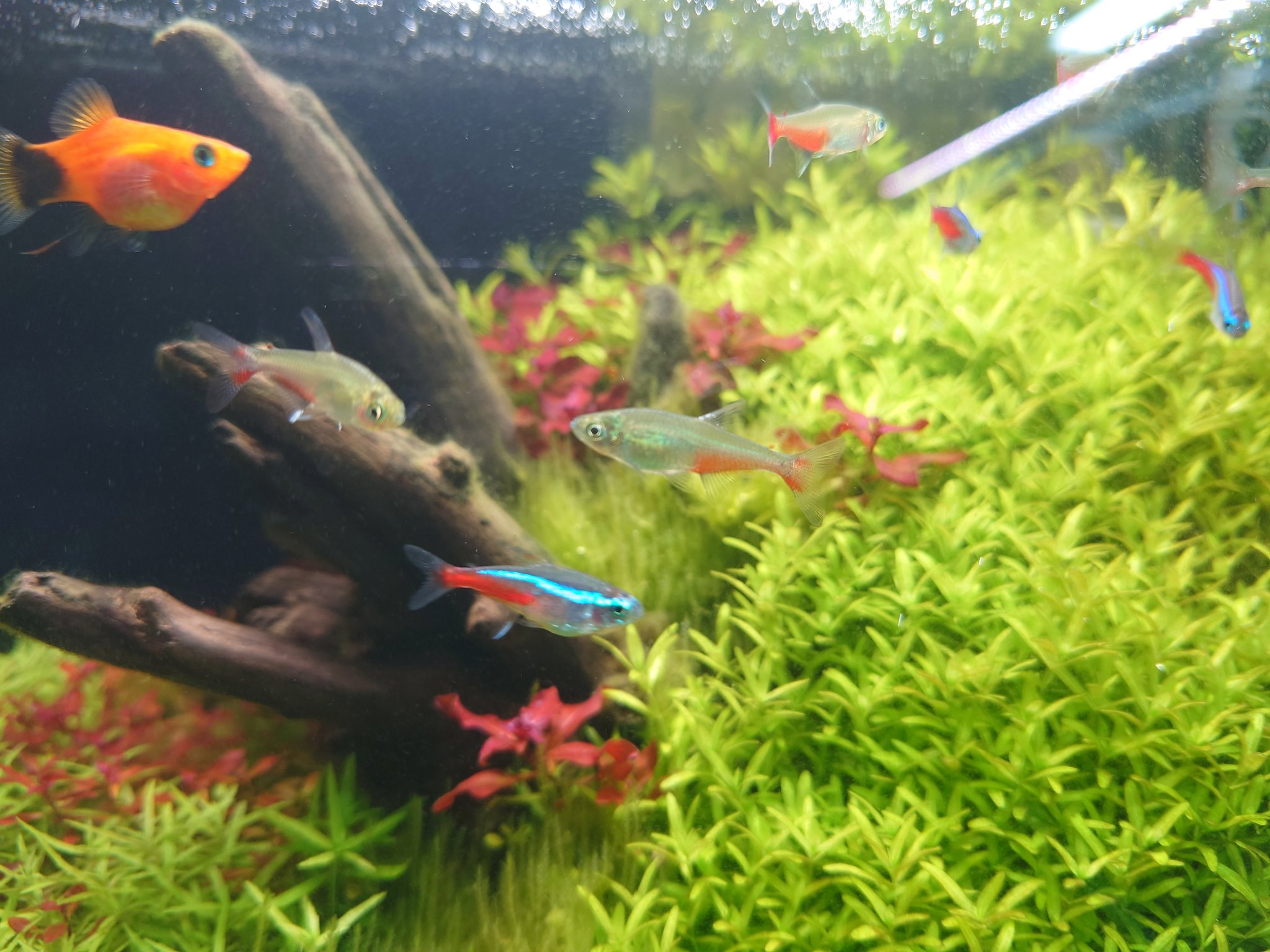 轟 元気 注水103日目 グリーンファイヤーテトラは良いお魚ですよ グリーン レッドの体色が独特で好きです 水草レイアウトに似合うお魚の1つだと思いますので ぜひ泳がせてみてください グリーンファイヤーテトラ 水草 水草レイアウト