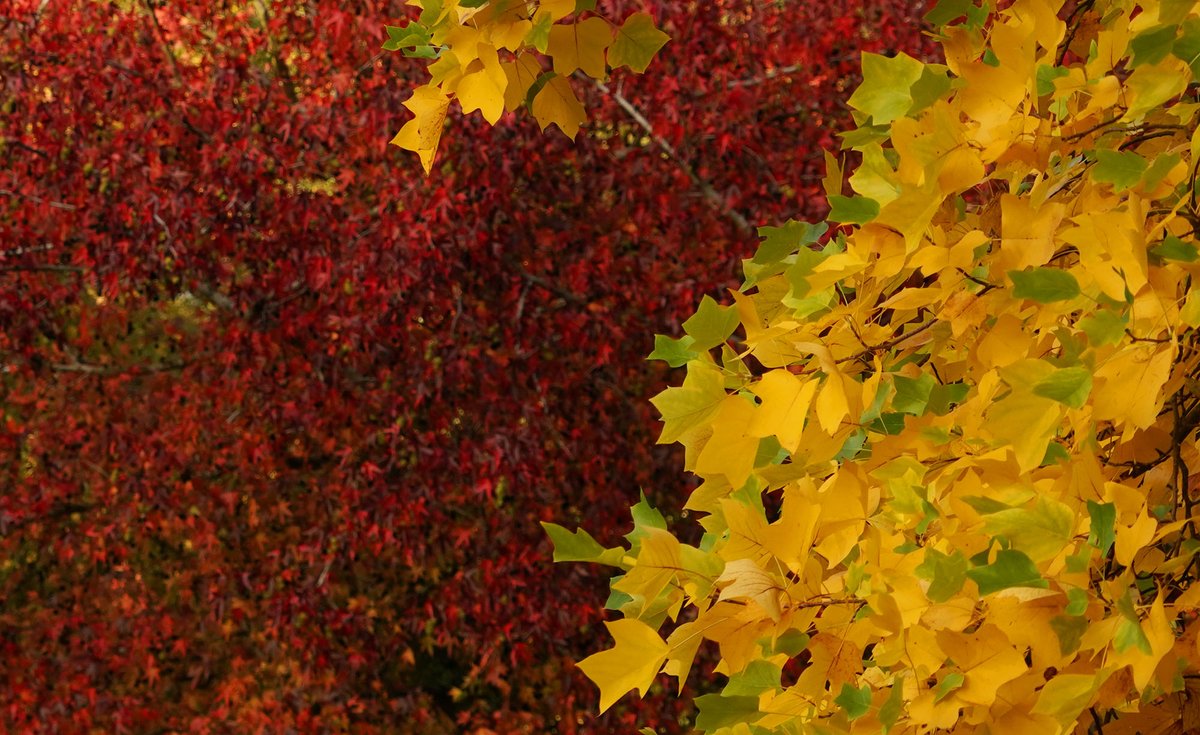 A bit of Autumn colour from Richmond Park