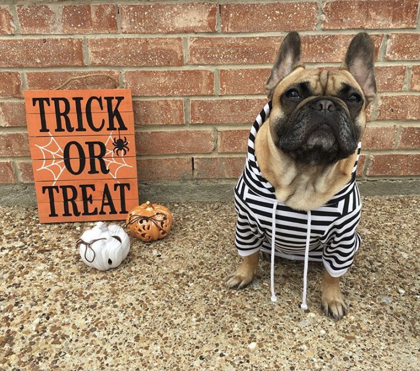 CobraEra5's tweet photo. Happy Halloween! 🎃 👻 #UnderTheSCE #ireadthestallionmessage https://t.co/Uhx7jD3ixb