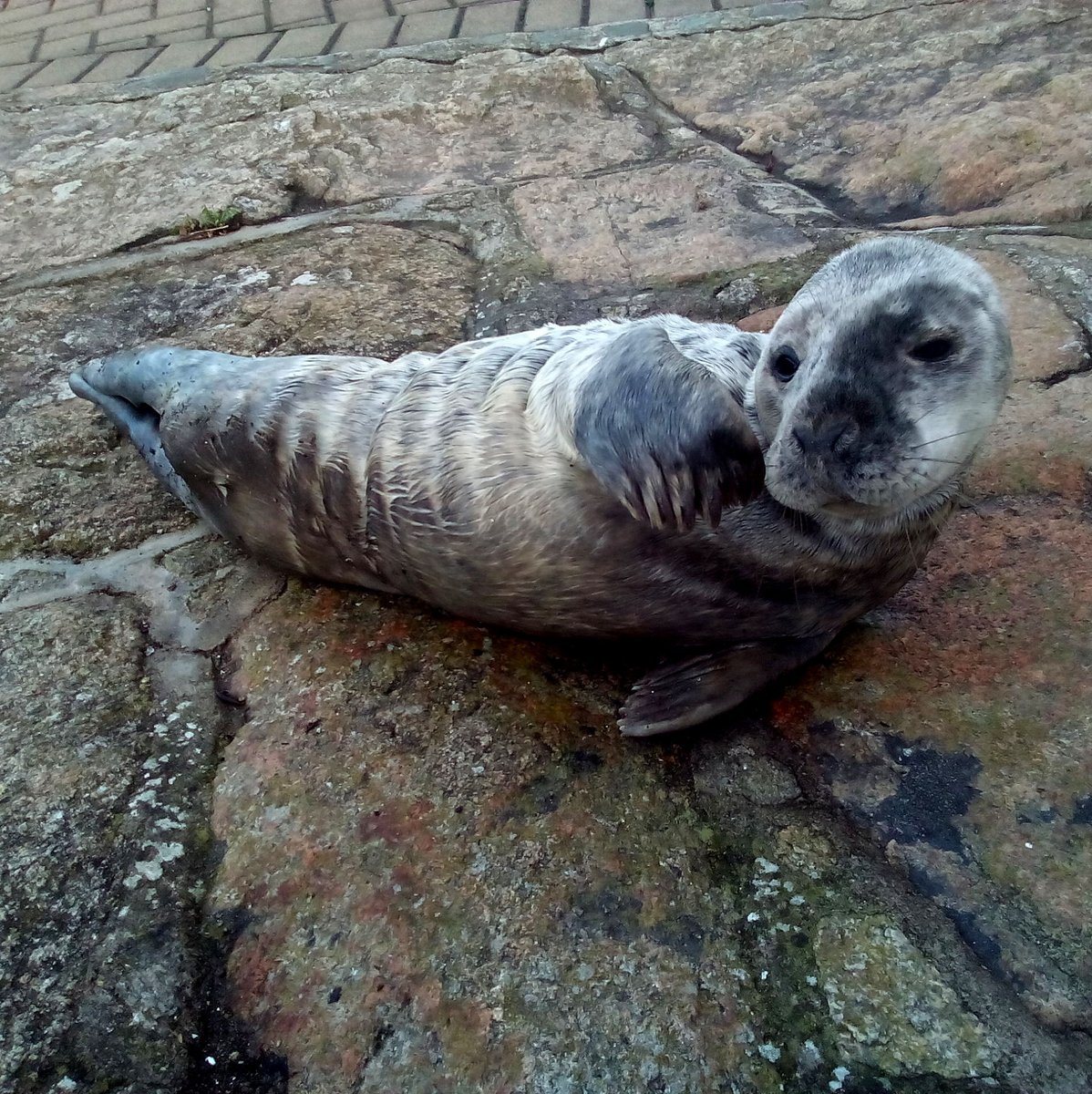 I love this stretch of coast - whether you run, walk, cycle, roll along the coast here, i gcónaí tá rud éigin suimiúil le feiceáil