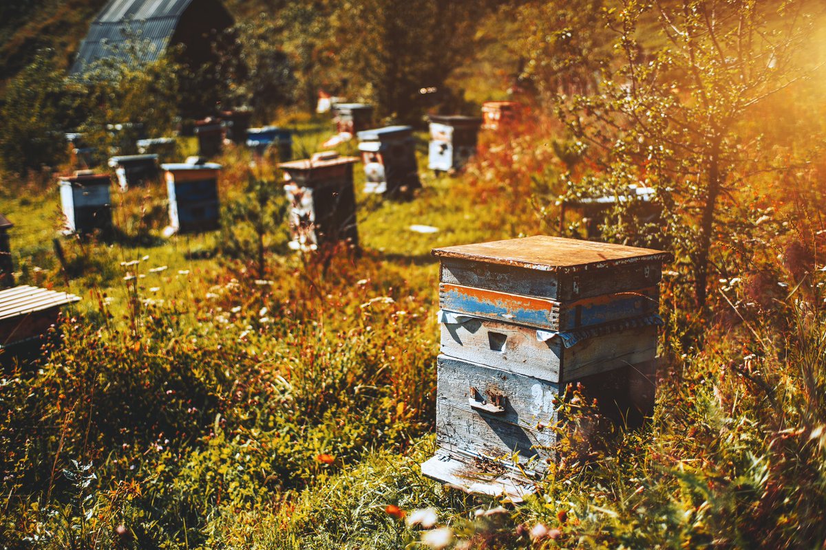 Happy November Bees🐝🍂

#1stNovember #beekeeping #HoneyBee 

<a href="/ScenesOfUlster/">Scenes of Ulster</a> <a href="/ulsterbees/">Ulster Beekeepers .</a> <a href="/Scotbeekeepers/">Scottish Beekeepers</a> <a href="/Irishbeekeeper/">Irish BeeKeeper</a> <a href="/britishbee/">BBKA</a>