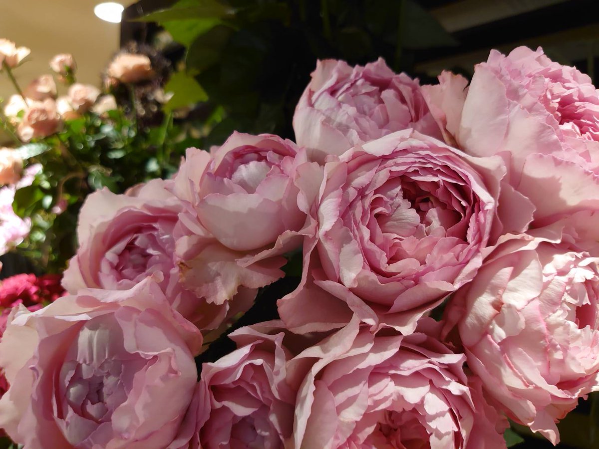 Flower Shop Phoenix 本日のお勧め スイートイブピアッチェ イブピアッチェの華やかな 香りはそのままに やさしいお色の花びらが 美しくも可憐な品種です With Roseのフェア期間中は ツイッター インスタグラムを 薔薇で埋め尽くします ぜひ