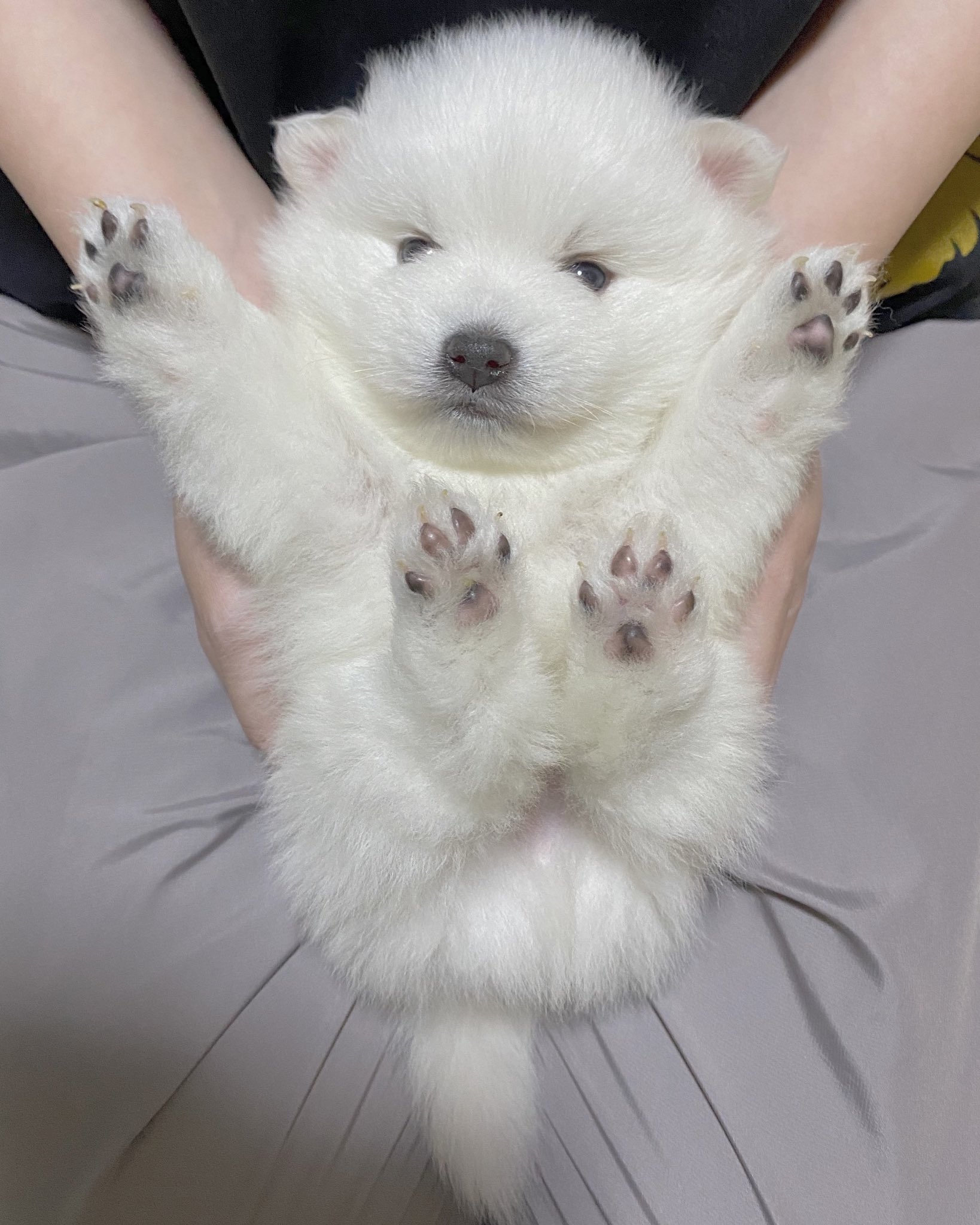White Lab Na Twitterze ちょっと1回僕の事抱っこしてみない 日本スピッツ スピッツ スピッツ犬 犬 子犬 白犬 パピー 動物 小動物 スピッツブリーダー 日本スピッツブリーダー ペット ブリーダー かわいい チンチラ チンチラベビー チンチラ White Lab Na Twitterze ちょっと1回僕の事抱っこしてみない 日本スピッツ スピッツ スピッツ犬 犬 子犬 白犬 パピー 動物 小動物 スピッツブリーダー 日本スピッツブリーダー ペット ブリーダー かわいい チンチラ チンチラベビー チンチラ
