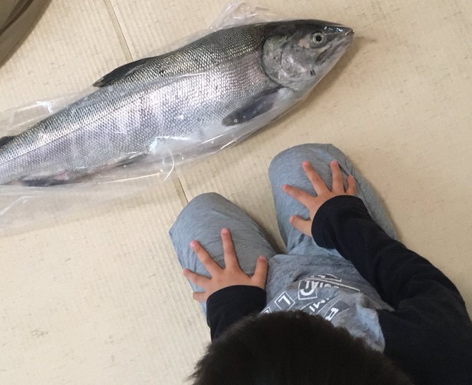 いくら丼が食べたくて活鮭買ってきたんだけど、4歳が別れを惜しがっている。 
