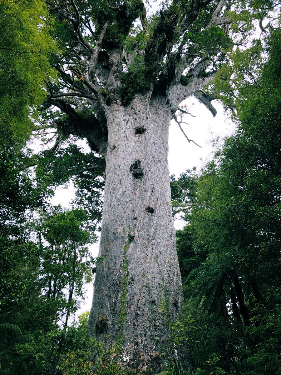 ParentsonaPlane's tweet photo. For your viewing pleasure: a New Zealand silver fern and sacred kauri tree.

Thanks for the tag @FitLifeTravel!

#FlashbackFridayz #trees #plants

hosts:
@Adventuringgal
@jenny_travels
@SuchetaDoshiMD
@HopOnMyJourney
@Stromfieldadvs https://t.co/nig6k2zYga
