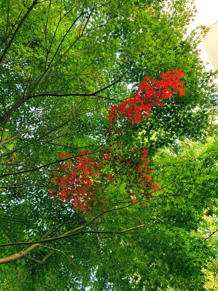 hinode_1010's tweet photo. #η΄
θ
#autumnfalls
#treesky https://t.co/jYDHDR7FPs