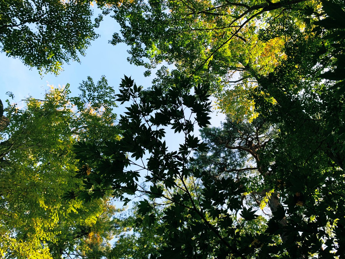 hinode_1010's tweet photo. #η΄
θ
#autumnfalls
#treesky https://t.co/jYDHDR7FPs