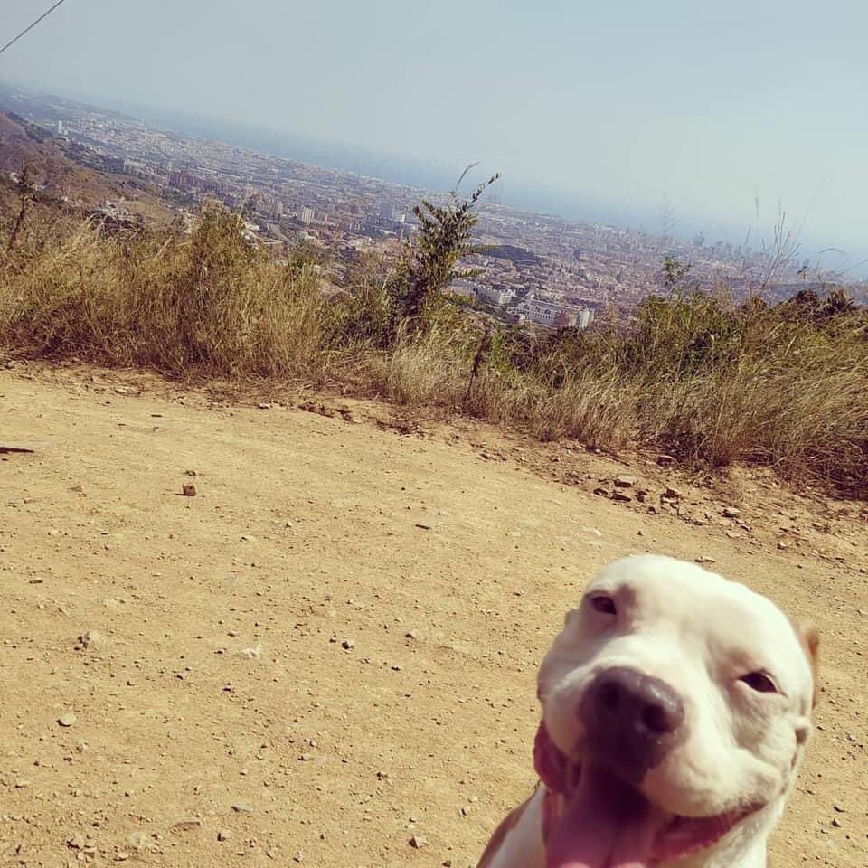 pollyceballos's tweet photo. AYUDA perdieron al perro de mi prima que volaba Barcelona - Frankfurt en @lufthansa Frankfurt - México por @AirCanada 
“Meu” no llegó a México y no dan respuesta ni se están haciendo responsables. RT por favor!! 🙏🏻

#Lufthansa #AirCanada https://t.co/CpD6yMDQep
