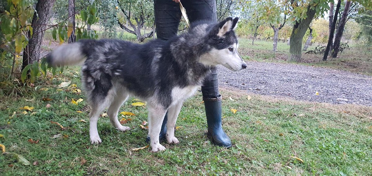 Wieder ein Erfolg, Beli(der Weisse) und Maja gehen nach Norddeutschland auf die Reise zu Neuen Besitzern, viel Glück Ihr Zwei!
Another success, Beli (the white man) and Maja are going to Northern Germany on a trip to new owners, good luck you two!