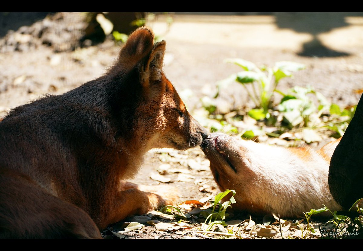 しずねゆき イヌの日 イヌ科ドール属 ドール Dhole ズーラシア Zoorasia しずねゆき イヌの日 イヌ科ドール属 ドール Dhole ズーラシア Zoorasia