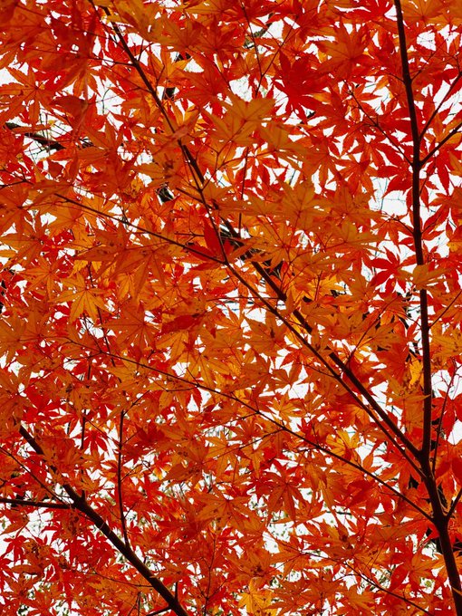 「秋 自然」のTwitter画像/イラスト(古い順)