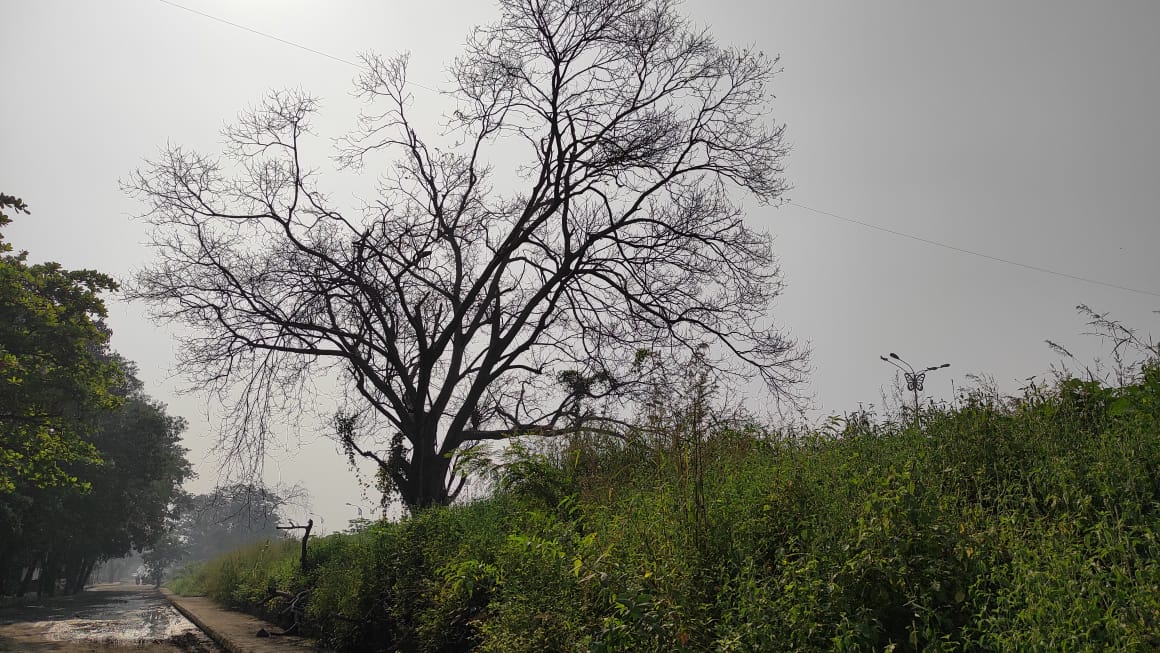 PRanvare's tweet photo. @AUThackeray @OfficeofUT @CMOMaharashtra @saveaarey @MahaDGIPR @DGPMaharashtra @Satish_DGaikwad @PanvelCorp  
@Navimumpolice मा.आदित्य ठाकरे व मा.उद्धव ठाकरे साहेब आपण जसे आरे जंगल वाचवलं तसच सायन - पनवेल महामार्ग  कलंबोलीतील झाडे देखील वाचवा (पनवेल महानगरपालिका) क्षेत्र https://t.co/xEYMpmiGVh