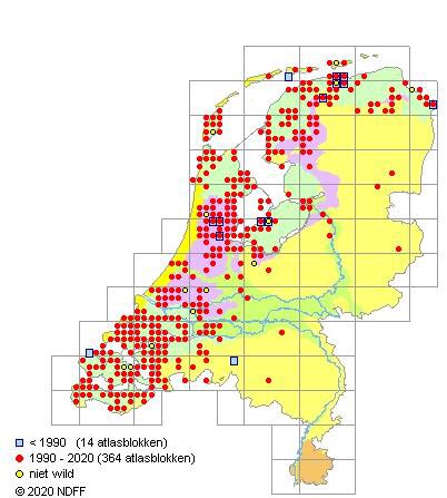Inderdaad @vroegevogels ik ben een van die mensen die Lammert Wiersma zou willen tegenspreken over Goudknopje. Een behoorlijk algemene (weinig schadelijke) exoot, die gewoon te verwachten was in de Markerwadden...
