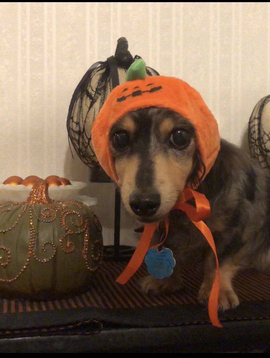 u39sinat's tweet photo. グレートアップ版
ハロウィーンももちゃん https://t.co/gIqNg5zVz4