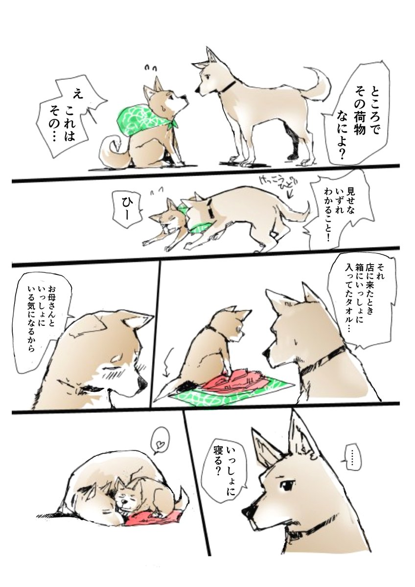 #犬の日 
だから無料で読めるいぬまんがも貼らないとな～
↓から

ふたりの旅 豆柴カフェにいられなくなった雌犬とそれをおいかけたちいさい柴犬   一智和智 https://t.co/77tW40j4WU @amazonJPより 