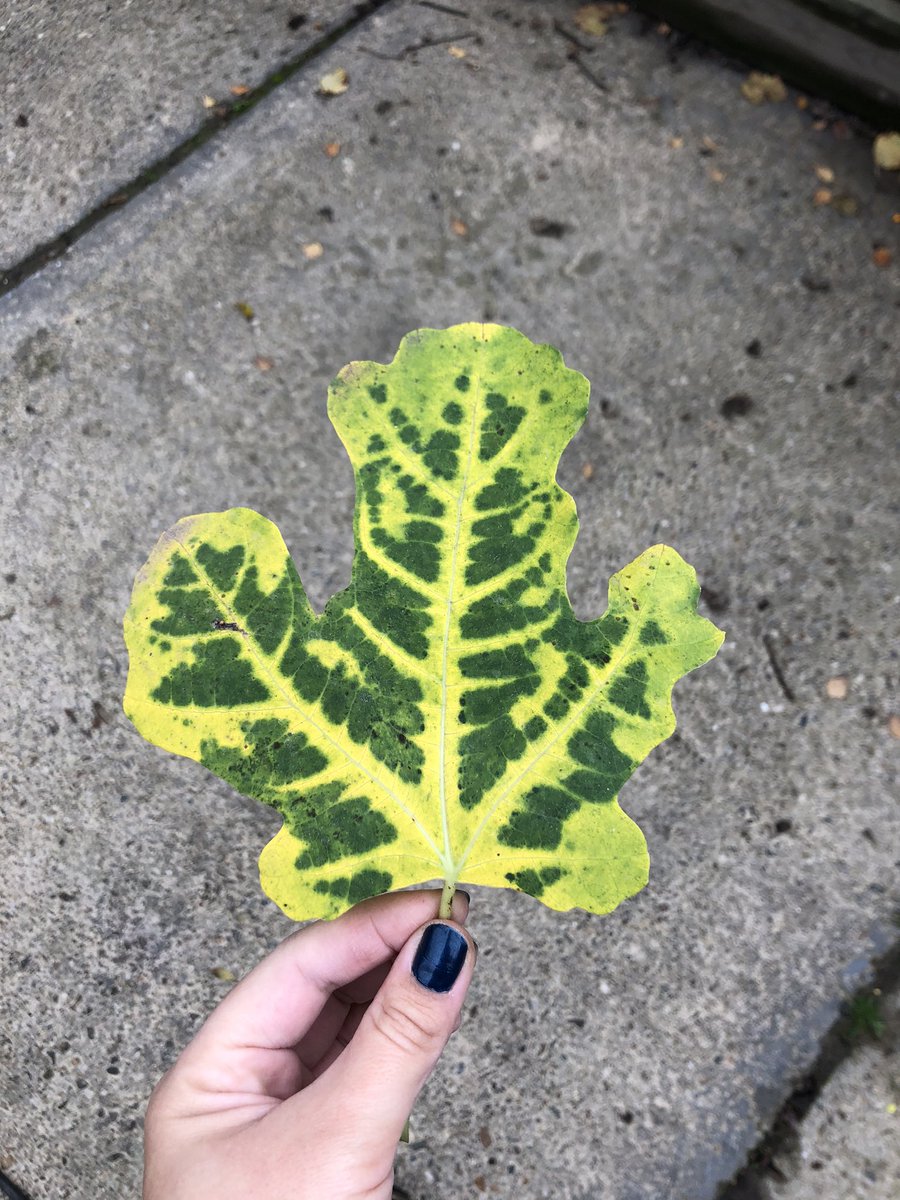 StephaJacobs's tweet image. Optie boogie. #Halloween